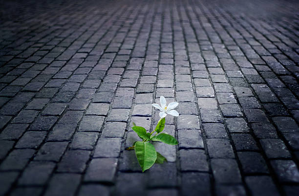 istock white flower growing on street floor tile brick at night 488500620