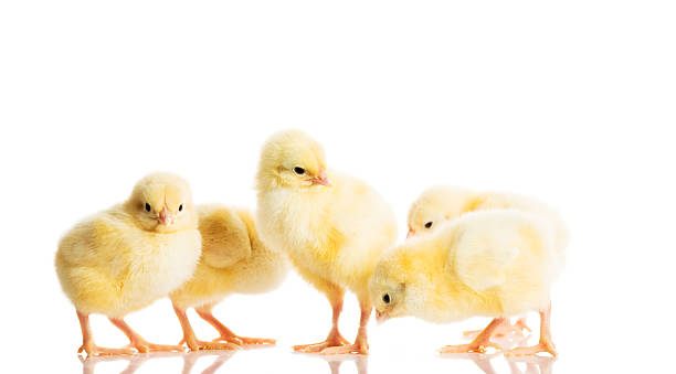 Group of small chicken. stock photo