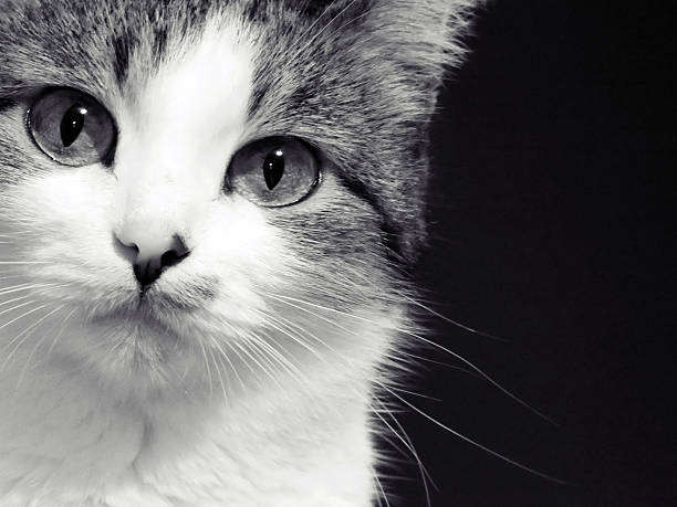 Black and White Cat portrait stock photo