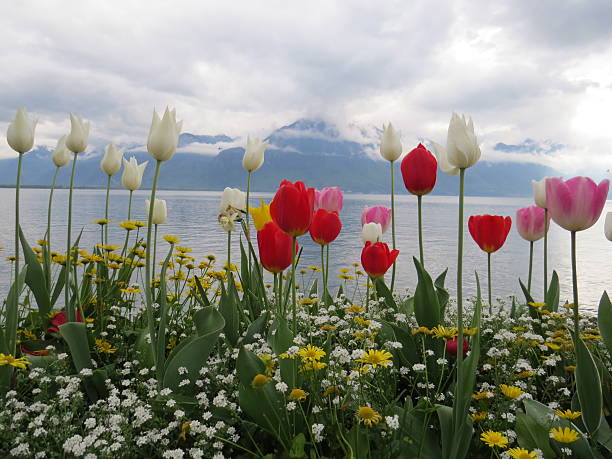 istock Flower on the lake 488501107