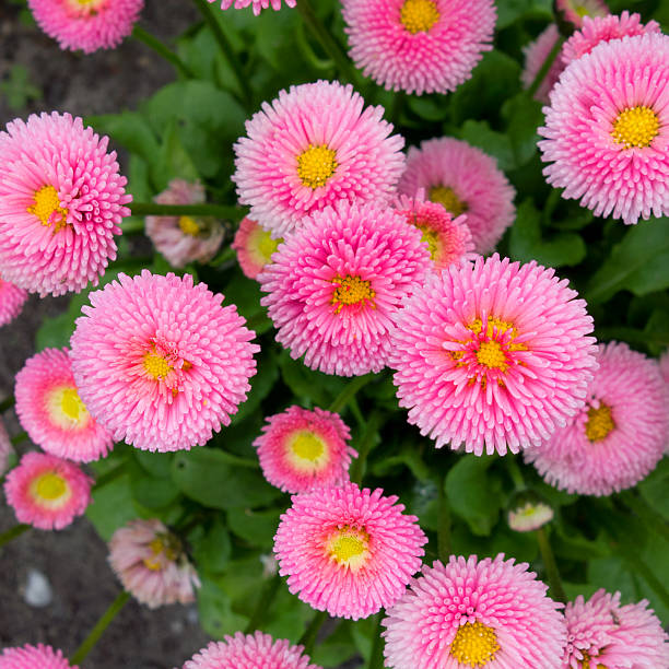 istock Bellis perennis - daisy flower 488501311