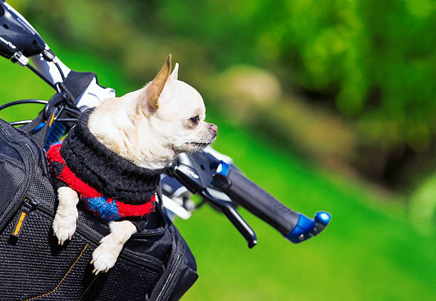 istock happy dog in a bicycle bag 488501501