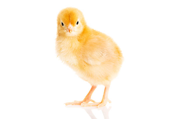 un piccolo pollo giallo separati. - baby chicken young bird easter bird foto e immagini stock