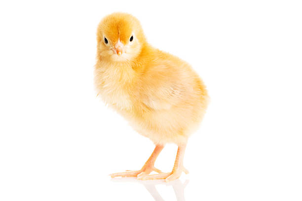 маленький желтый цыпленок отдельно. - baby chicken eggs young bird easter стоковые фото и изображения