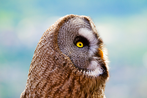 Long-eared owl wildlife bird watching from a pine tree branch in a mystery wood