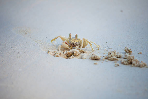 istock Crab dig the sand in on the beach. 488502270