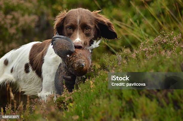 Springer Spaniel Stock Photo - Download Image Now - Grouse, Horizontal, Hunting Dog
