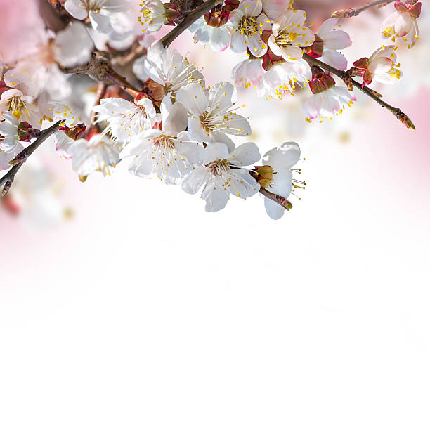 Apricot flowers in spring, floral background stock photo