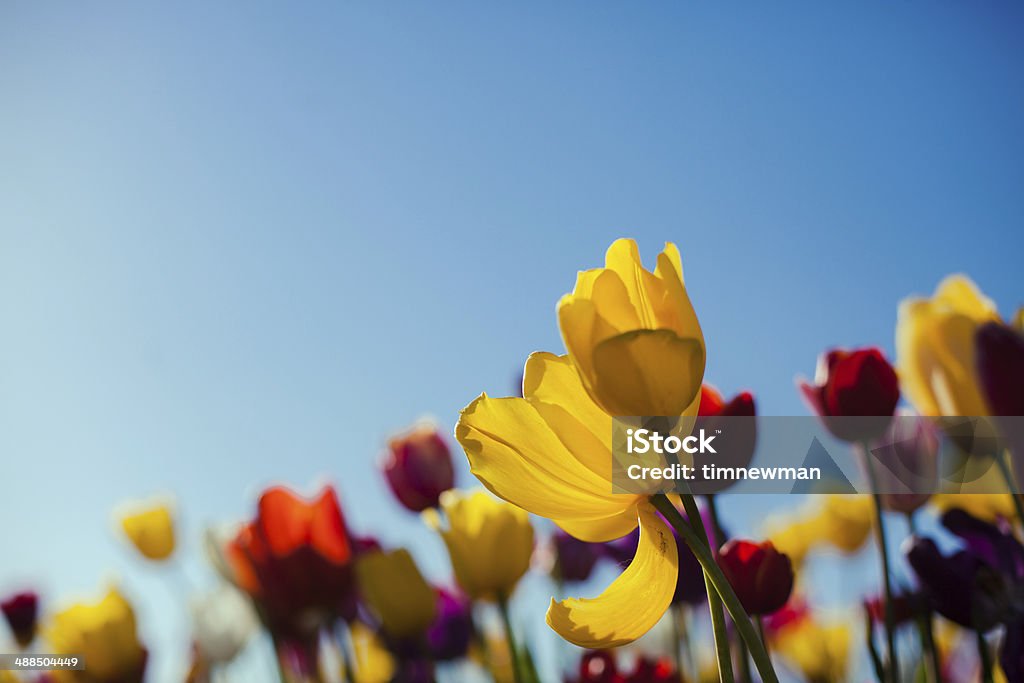 Tulipano fiore luminoso colorato primavera campo Primo piano - Foto stock royalty-free di Ambientazione esterna