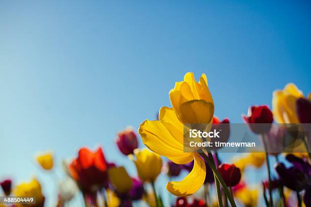 Brilhante Colorido Campo De Flores De Tulipa De Primavera Plano Aproximado - Fotografias de stock e mais imagens de Abril
