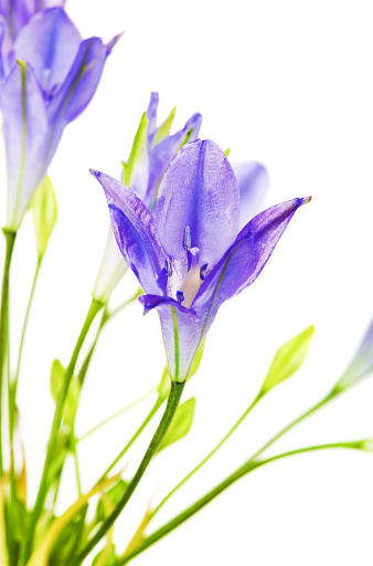 fresh brodiaea flower, cluster-lily, isolated on white
