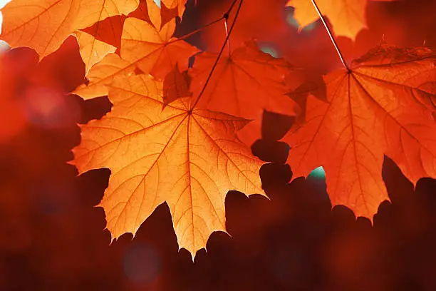 maple leaf red autumn sunset tree blurred  background