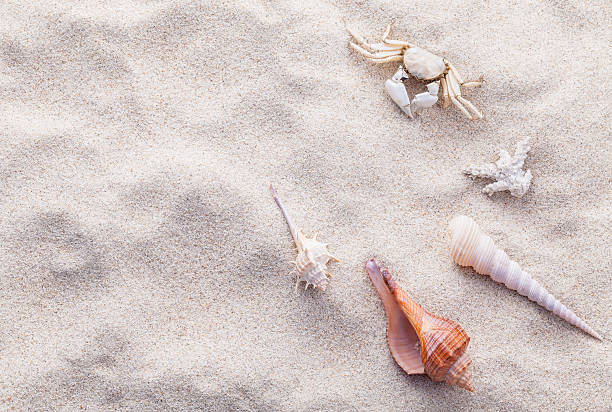 istock Sea shells and crab on beach sand for summer . 488506806