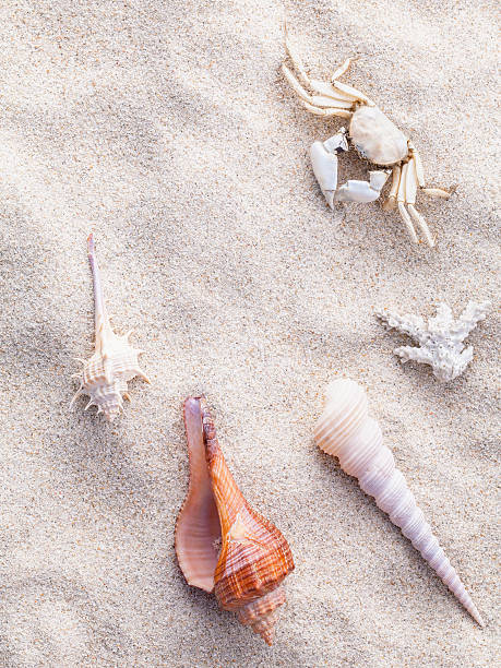 istock Sea shells and crab on beach sand for summer . 488507066