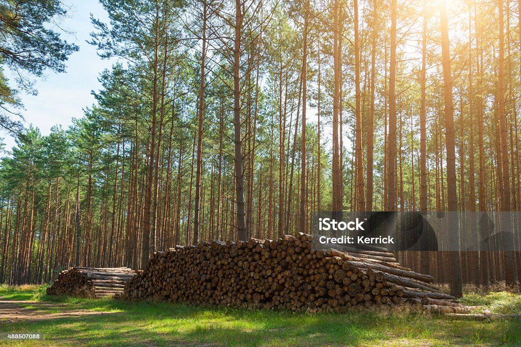 pile of wood harvest in pine forest in sunlight Timberland - Arizona Stock Photo