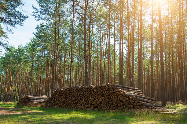 pile of wood harvest in pine forest in sunlight pile of wood harvest in pine forest in sunlight timberland arizona stock pictures, royalty-free photos & images