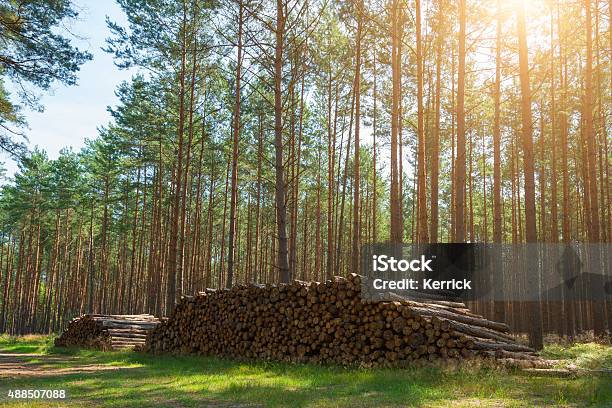 Pile Of Wood Harvest In Pine Forest In Sunlight Stock Photo - Download Image Now - Timberland - Arizona, Harvesting, Pine Tree