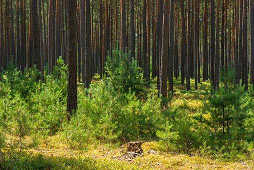 young pine plants in old pine forest