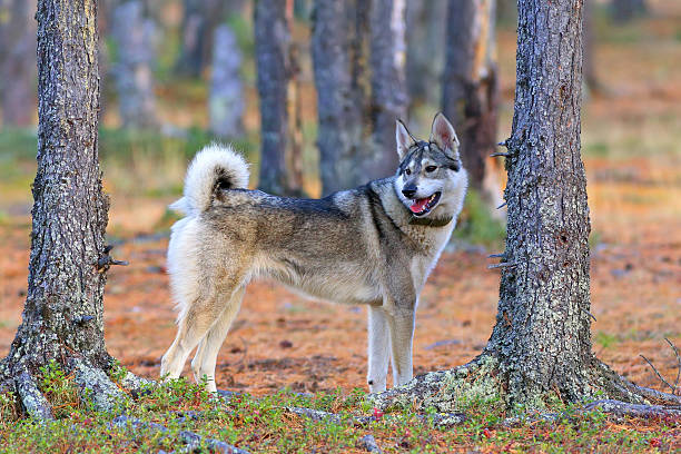 istock Hunting dog in the wood 488509768