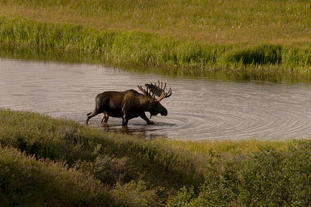 Bull Moose A large Bulll Moose (Alces alces) makes a feeding foray into a Kettlehole pond in the western reaches of Denali National Park, Alaska. alces alces gigas stock pictures, royalty-free photos & images