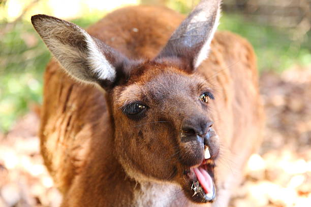 Kangaroos in Australia Kangaroos in Australia. red kangaroo stock pictures, royalty-free photos & images