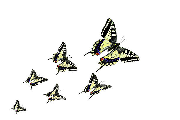 istock Butterflies in different flying positions - Stock Image 488514082