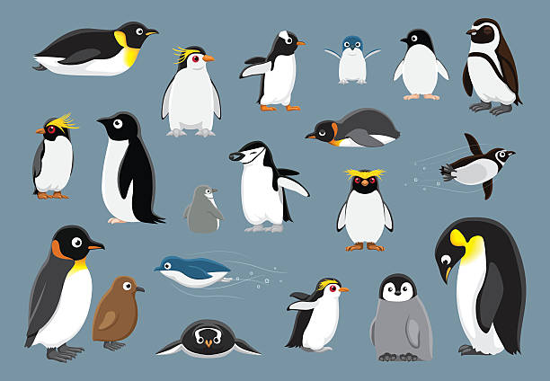 various penguins cartoon vector illustration - 企鵝 幅插畫檔、美工圖案、卡通及圖標