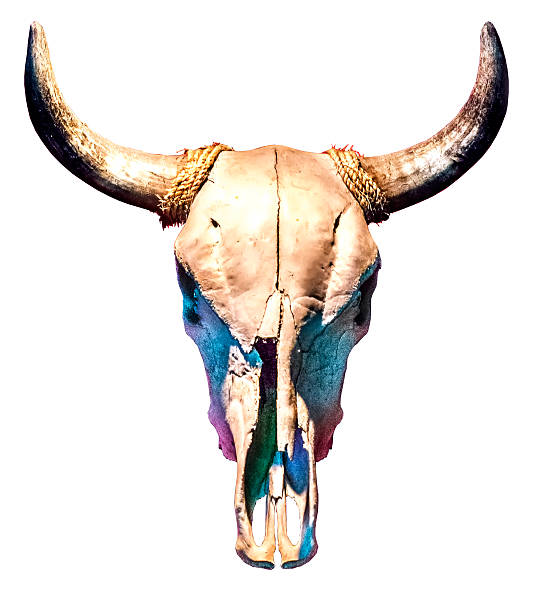 teschio di mucca - animal skull cow bull old foto e immagini stock