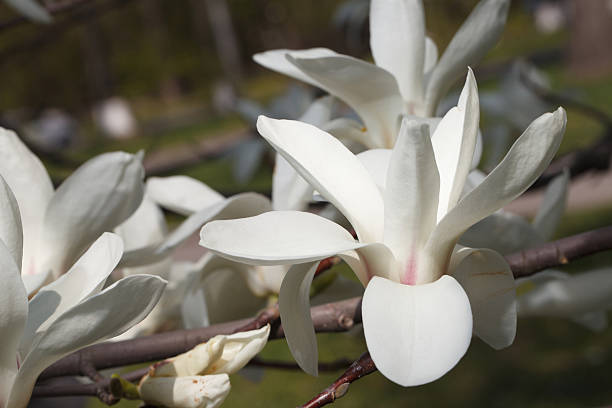 ホワイトのマグノリアの花のクローズアップ。tm - tree magnolia vibrant color close up ストックフォトと画像