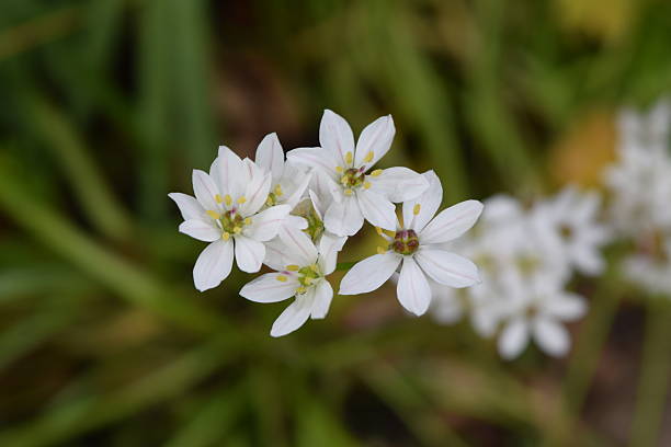 istock Acidanthera flower, white spray 488515416