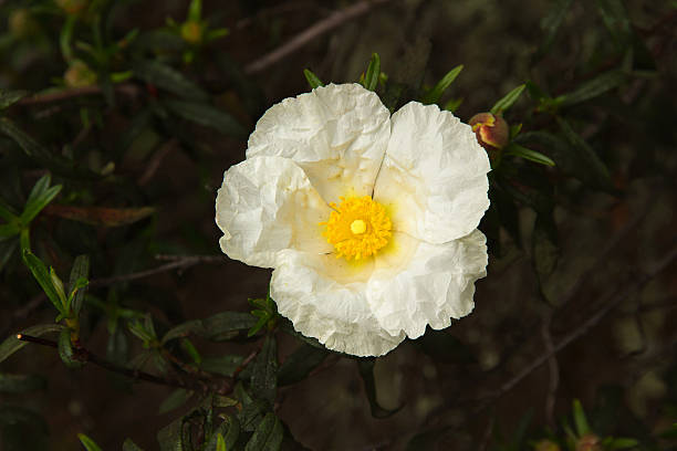 fleur blanche rockrose-flor blanca de jara - starched photos et images de collection