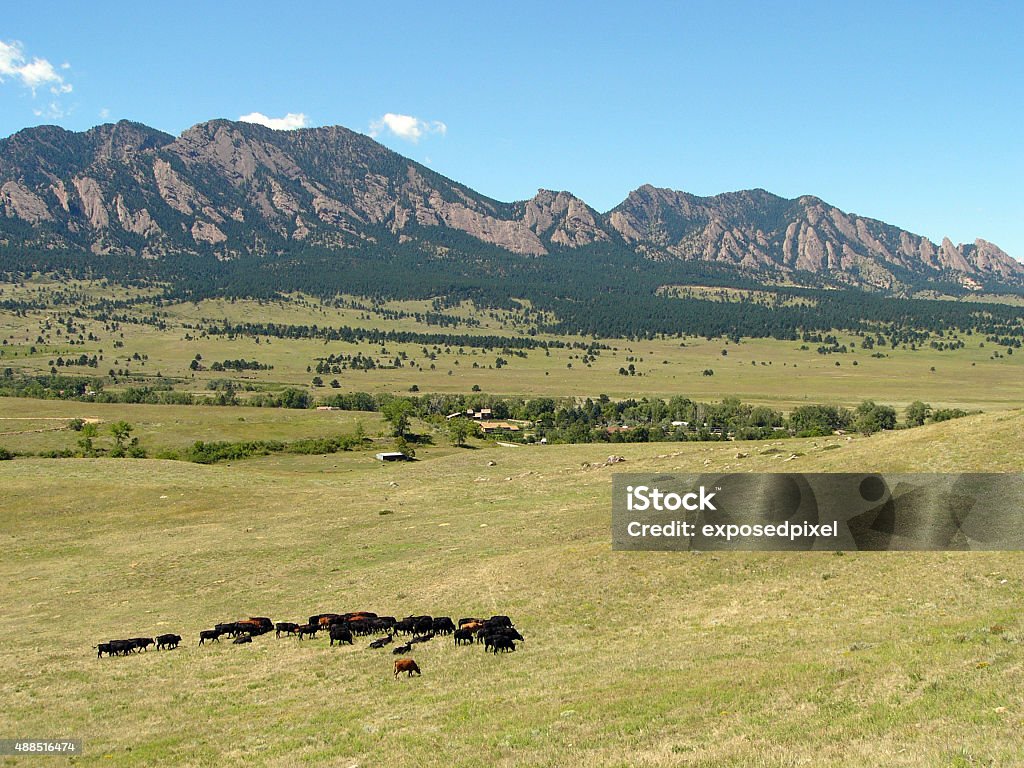 Cattle grazing Cattle grazing in the valley of Boulder Colorado 2015 Stock Photo