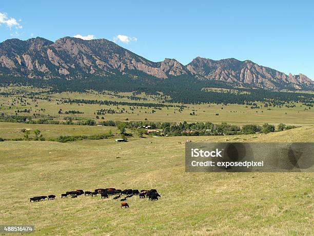 Cattle Grazing Stock Photo - Download Image Now - 2015, Boulder - Colorado, Cattle