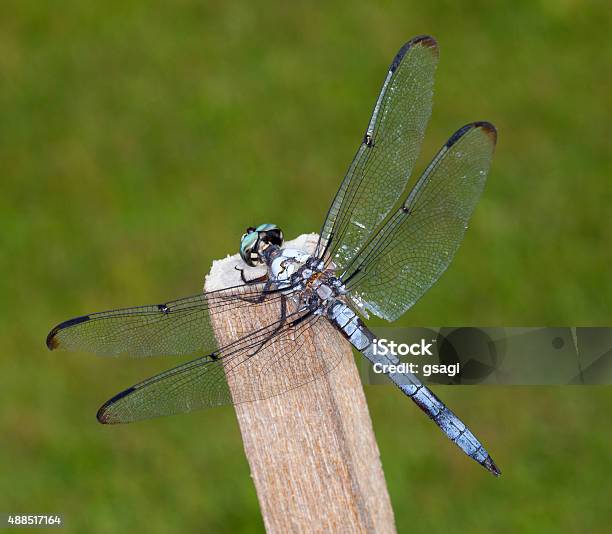 Blue Bug Stock Photo - Download Image Now - 2015, Animal Body, Animal Body Part