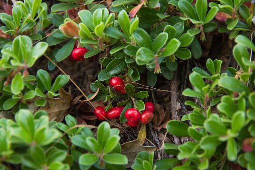 Bearberry Planta con frutas rojas Gayuba con Frutos de Planta photo