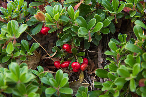 busserole plant avec des fruits rouges planta gayuba con frutos - bearberry photos et images de collection