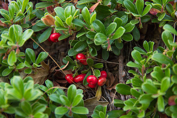 Bearberry Plant with Fruits Red - Planta Gayuba con Frutos stock photo