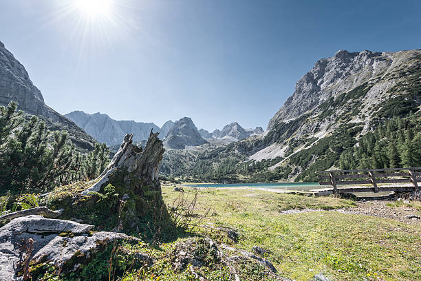 tree stump at mountain lake seebensee in alps of austria tree stump at mountain lake seebensee in alps of austria ehrwald stock pictures, royalty-free photos & images