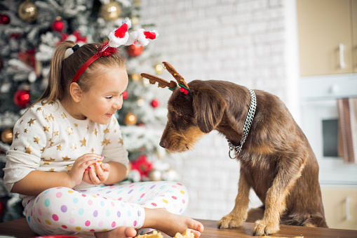 Cute girl in kitchen at christmas with her dog. Playing with dough, making cookies or muffins. Dog is sitting on table top together with little girl. Kitchen is decorated with christmas ornaments and three.
