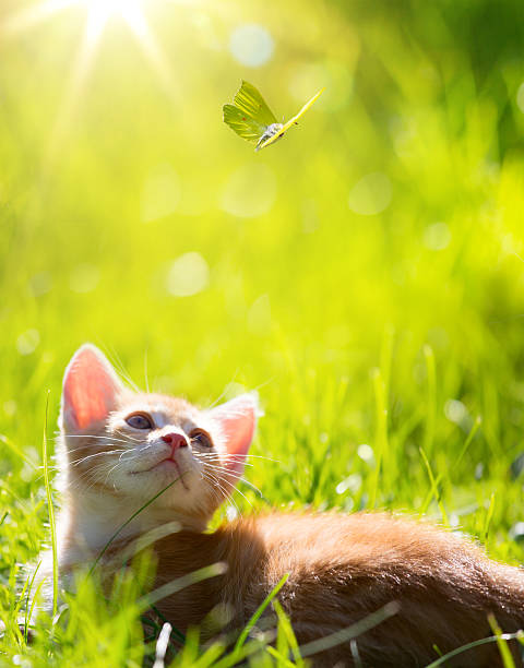 istock Art  little cat kitten  hunting a butterfly 488518924
