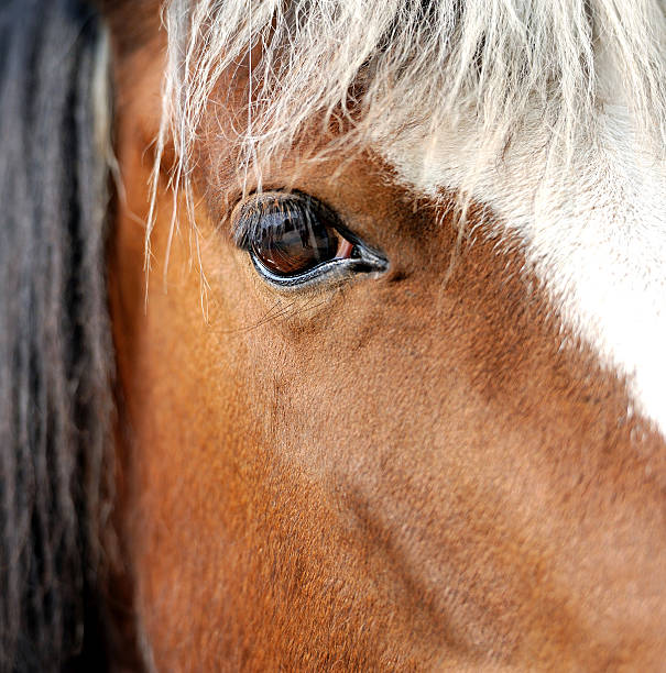 istock Eye of Arabian bay horse 488519199