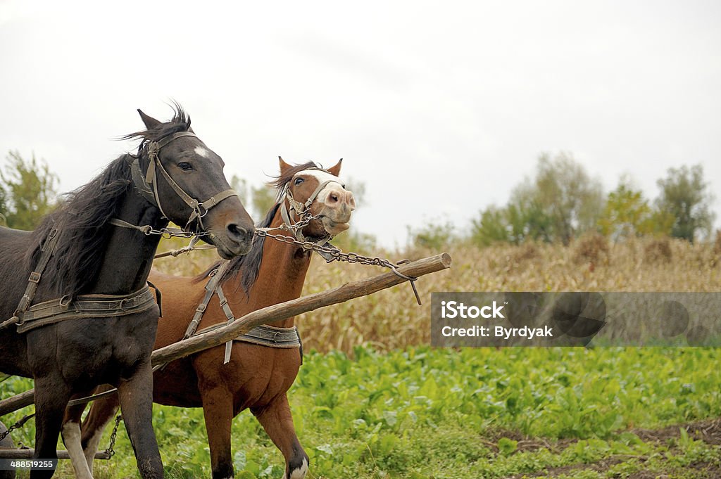 Horse Animal Stock Photo