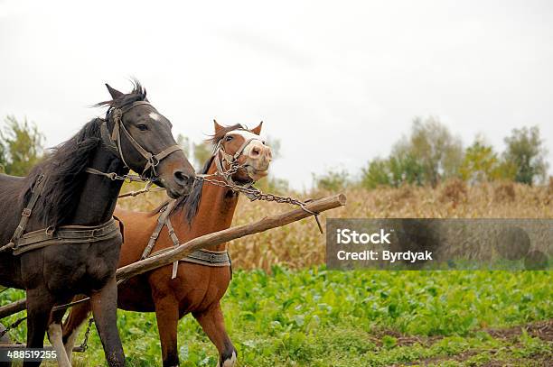 Horse Stock Photo - Download Image Now - Animal, Animal Mane, Animal Themes