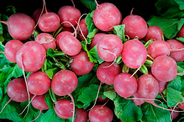 Frescas cerezo Europea Belle rábanos - foto de stock