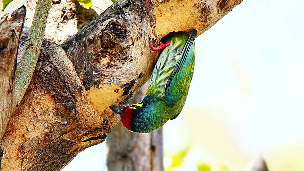 istock Coppersmith Barbet Checking Its Hole Nest on Tree 488519402