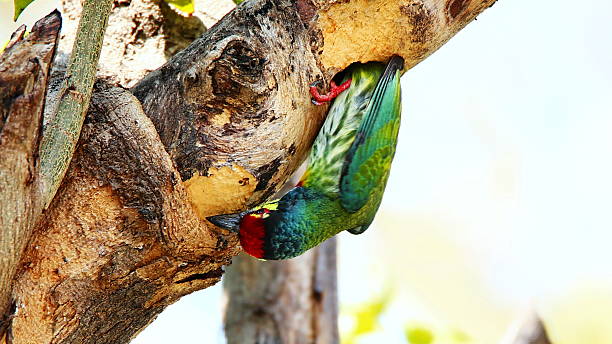istock Coppersmith Barbet Checking Its Hole Nest on Tree 488519514