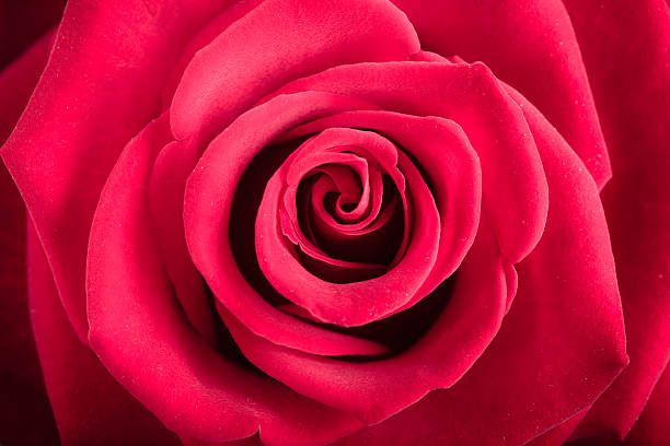 istock Closeup of blossoming red rose flower as background 488520911