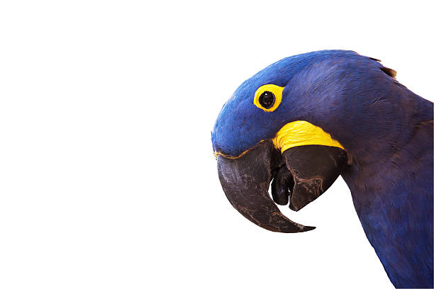 istock Head of Hyacinth macaw on white background 488520926
