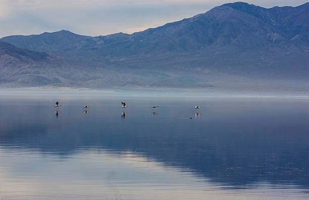 Pelicans reflecting on the Salton Sea California stock photo