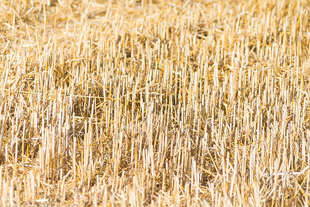 colhidas campo de milho - hellbraun imagens e fotografias de stock